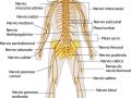 ¿Cuáles son los órganos del sistema nervioso?