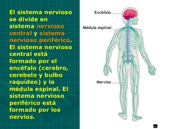 ¿Cuáles son las partes del sistema nervioso?