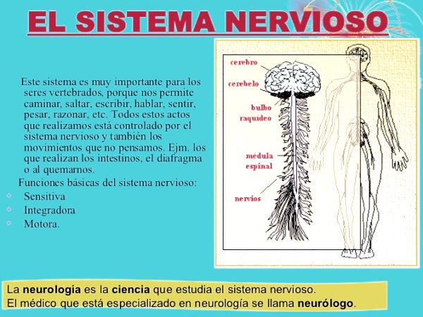 ¿Qué es el sistema nervioso?