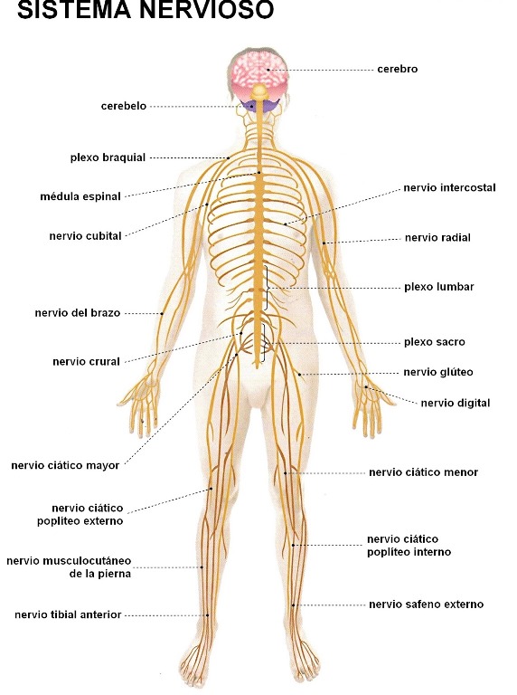 ¿Dónde se encuentra el sistema nervioso?