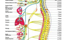 Función de la médula espinal en el sistema nervioso
