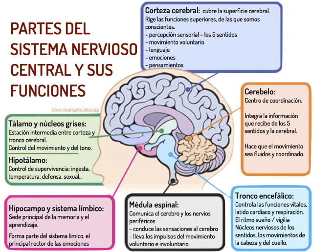 Qué es el sistema nervioso central