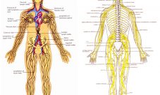 Qué es el sistema nervioso linfático