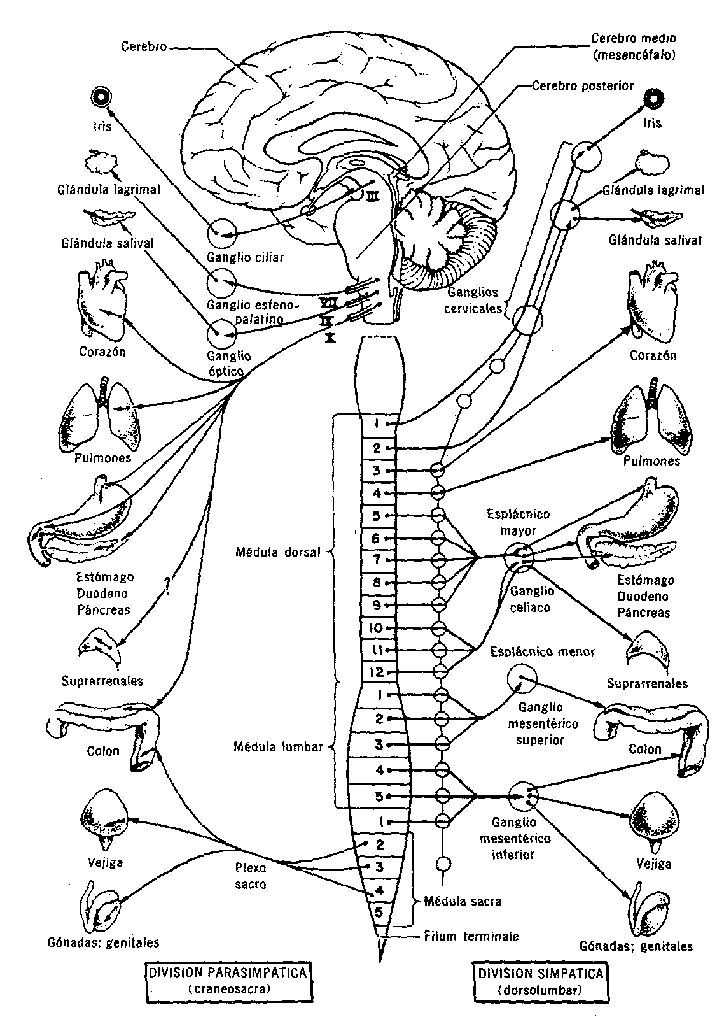 Sistema nervioso para colorear - Sistema nervioso
