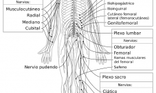 Sistema nervioso para colorear