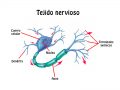 Cuál es la función del tejido nervioso