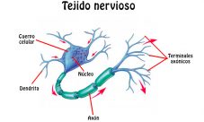 Cuál es la función del tejido nervioso