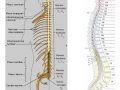 aprende cuáles son los nervios espinales