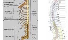 Cuáles son los nervios espinales