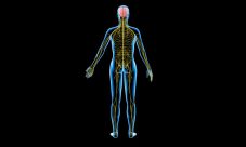 Cuántos nervios tiene el cuerpo humano