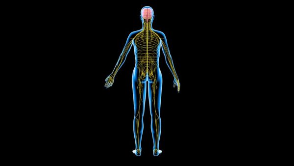 aprende cuántos nervios tiene el cuerpo humano