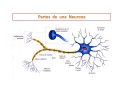 descubre las partes de una neurona