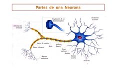 Partes de una neurona