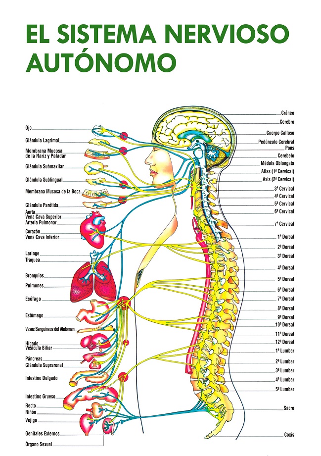 el sistema nervioso vegetativo