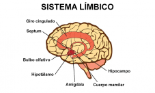 ¿Qué es el sistema límbico?