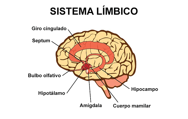 el sistema límbico