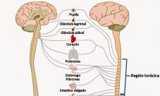 Qué es el sistema nervioso autónomo
