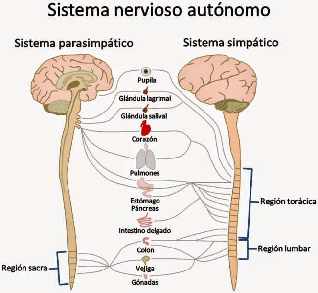aprende qué es el sistema nervioso autónomo