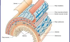 Qué es el sistema nervioso entérico